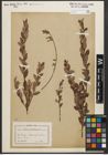 Foto von Salix myrtilloides L.
